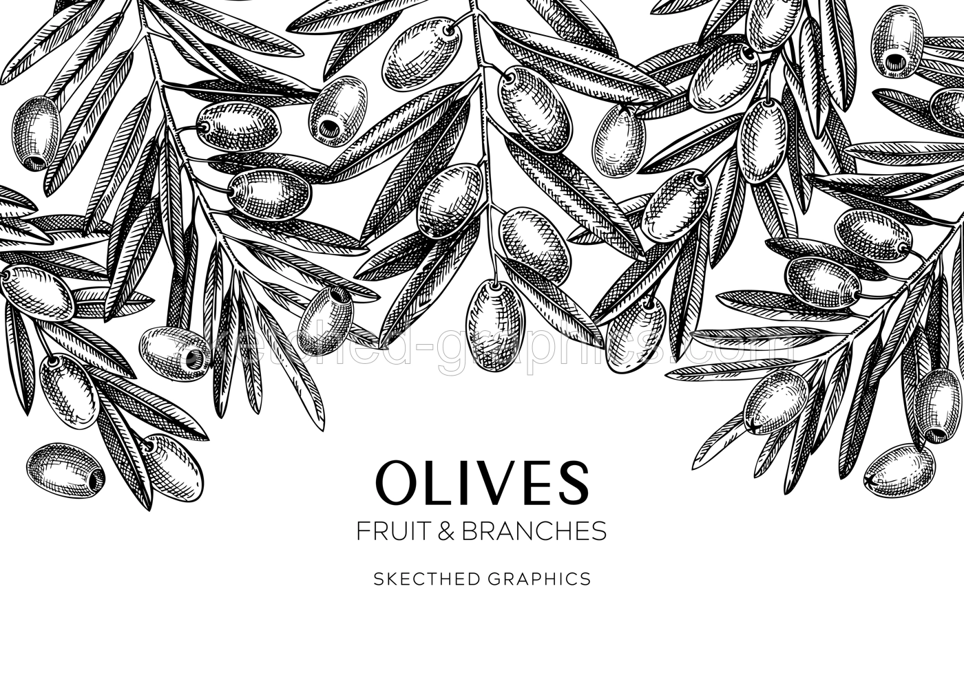 Olives background. Olive tree branches sketches. Mediterranean food menu design in retro style. Hand-drawn vector illustration. NOT AI generated. Illustration